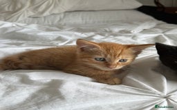 Mixed Breed cats for sale: Two beautiful male kittens  - Image 5