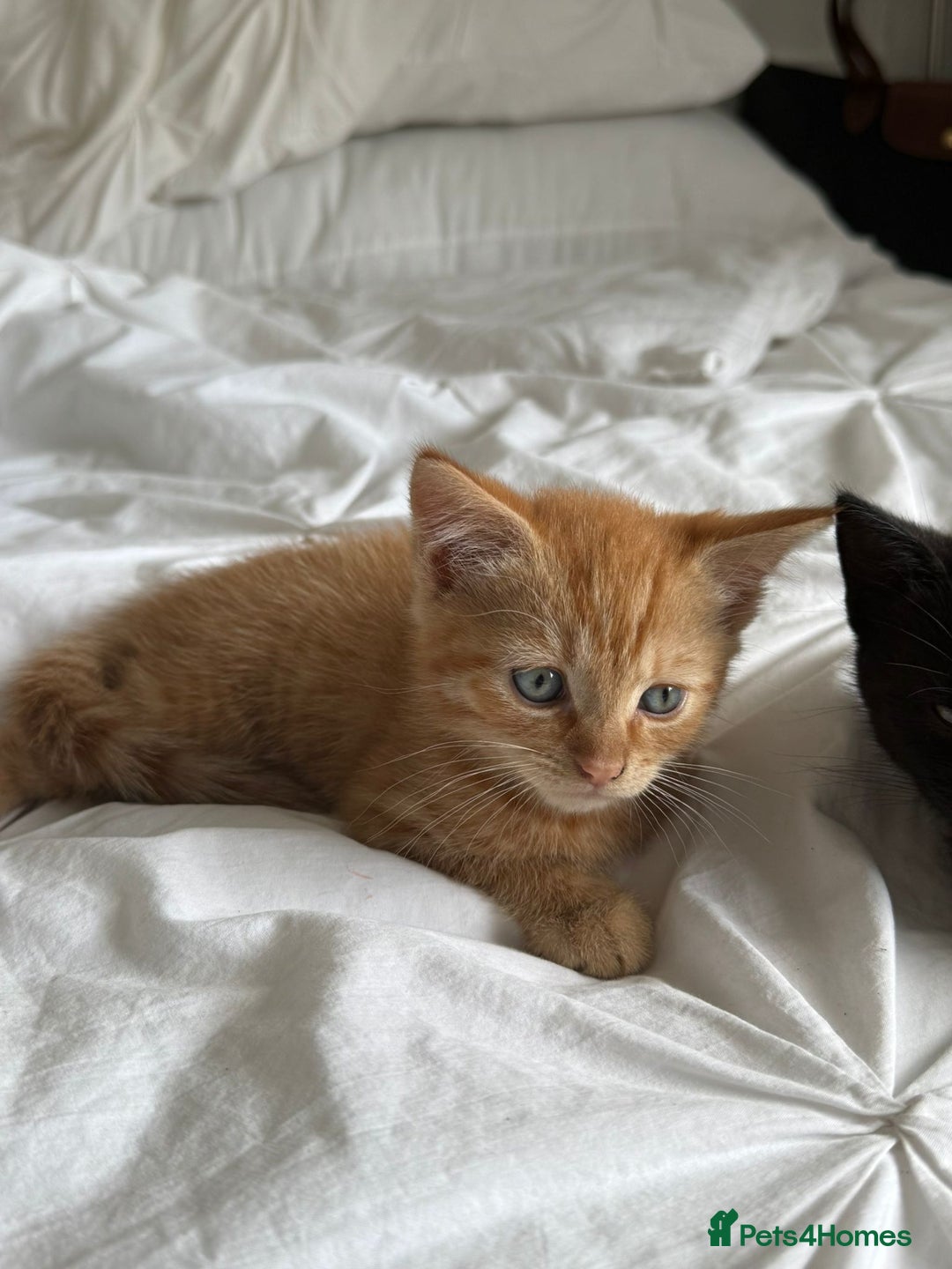 Mixed Breed cats for sale: Two beautiful male kittens  - Image 5