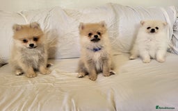 Pomeranian dogs for sale:  beautiful boy pomeranians - Image 3