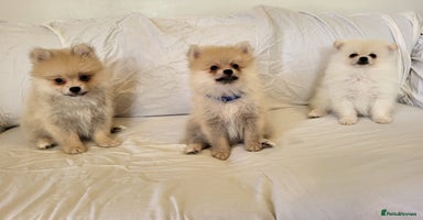 Pomeranian dogs - Advert 7