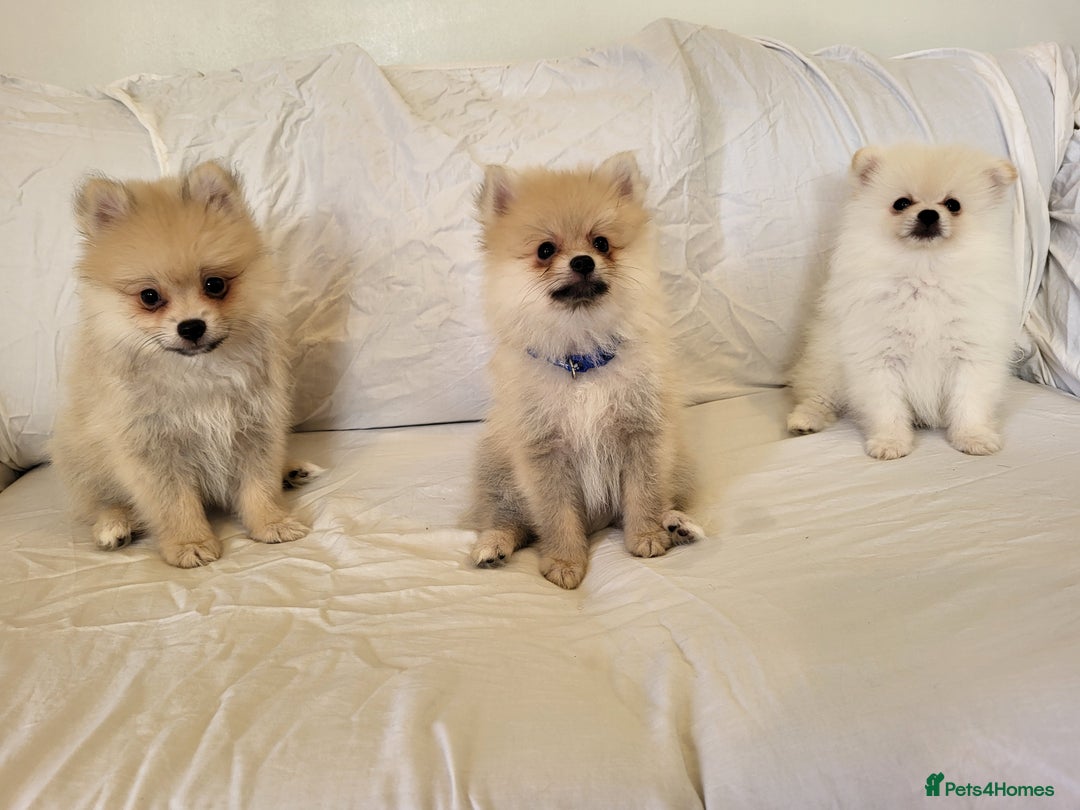 Pomeranian dogs for sale:  beautiful boy pomeranians - Image 3