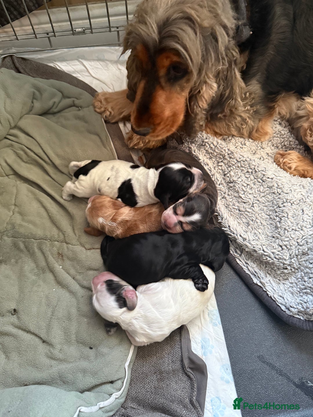 Cocker Spaniel dogs for sale: Beautiful kc registered show cocker spaniels - Image 20