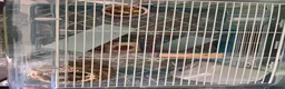 Hamster rodents for sale: Roborovski hamster and cage  - Advert 2