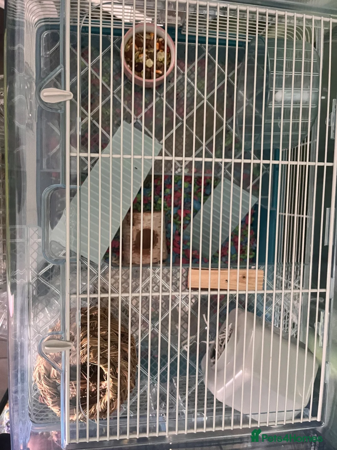 Hamster rodents for sale: Roborovski hamster and cage  - Advert 2