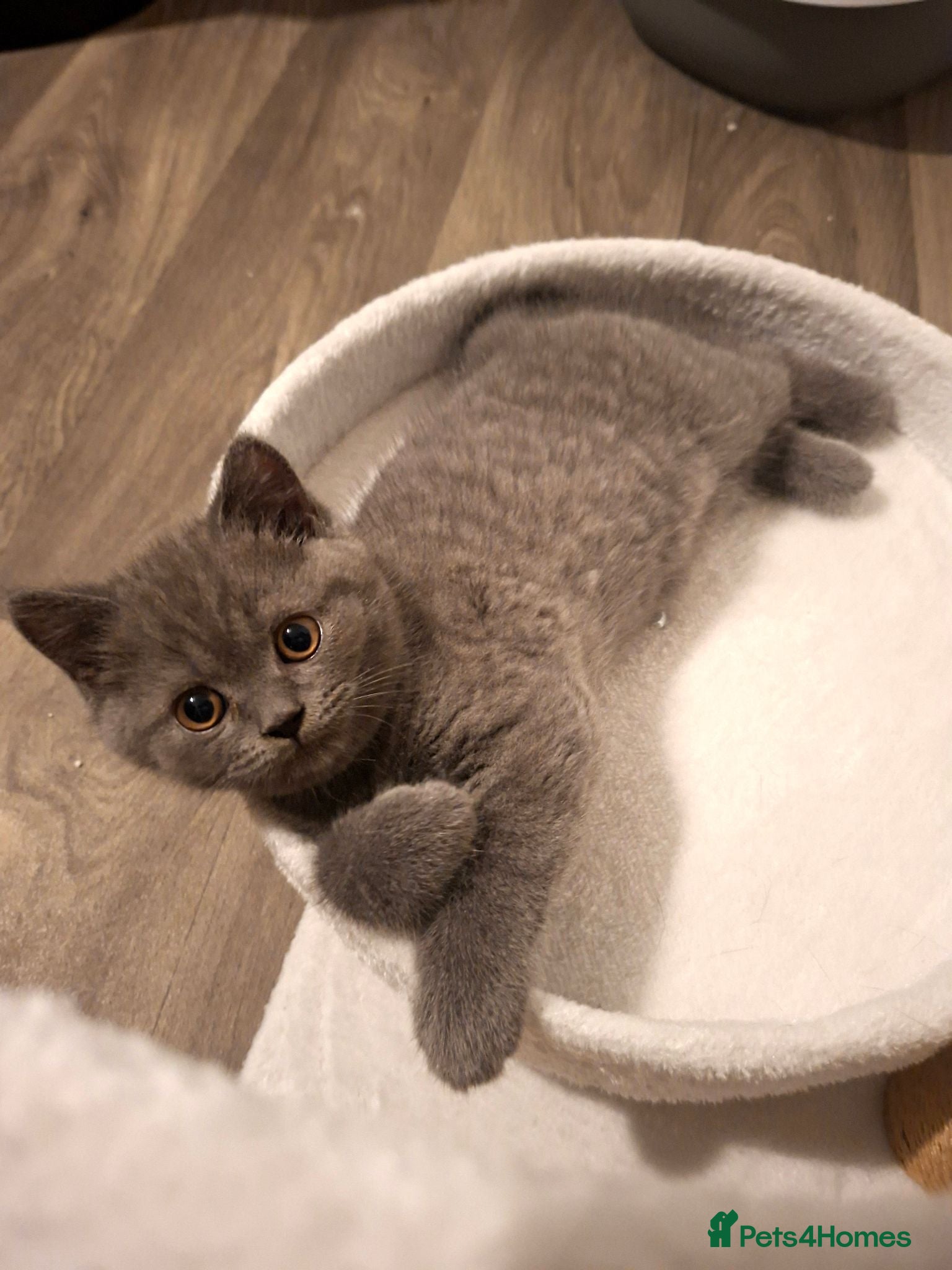 British Shorthair cats 🩷 Outstanding Quality Chunky GCCF Pedigree BSH 💙 - Advert 2