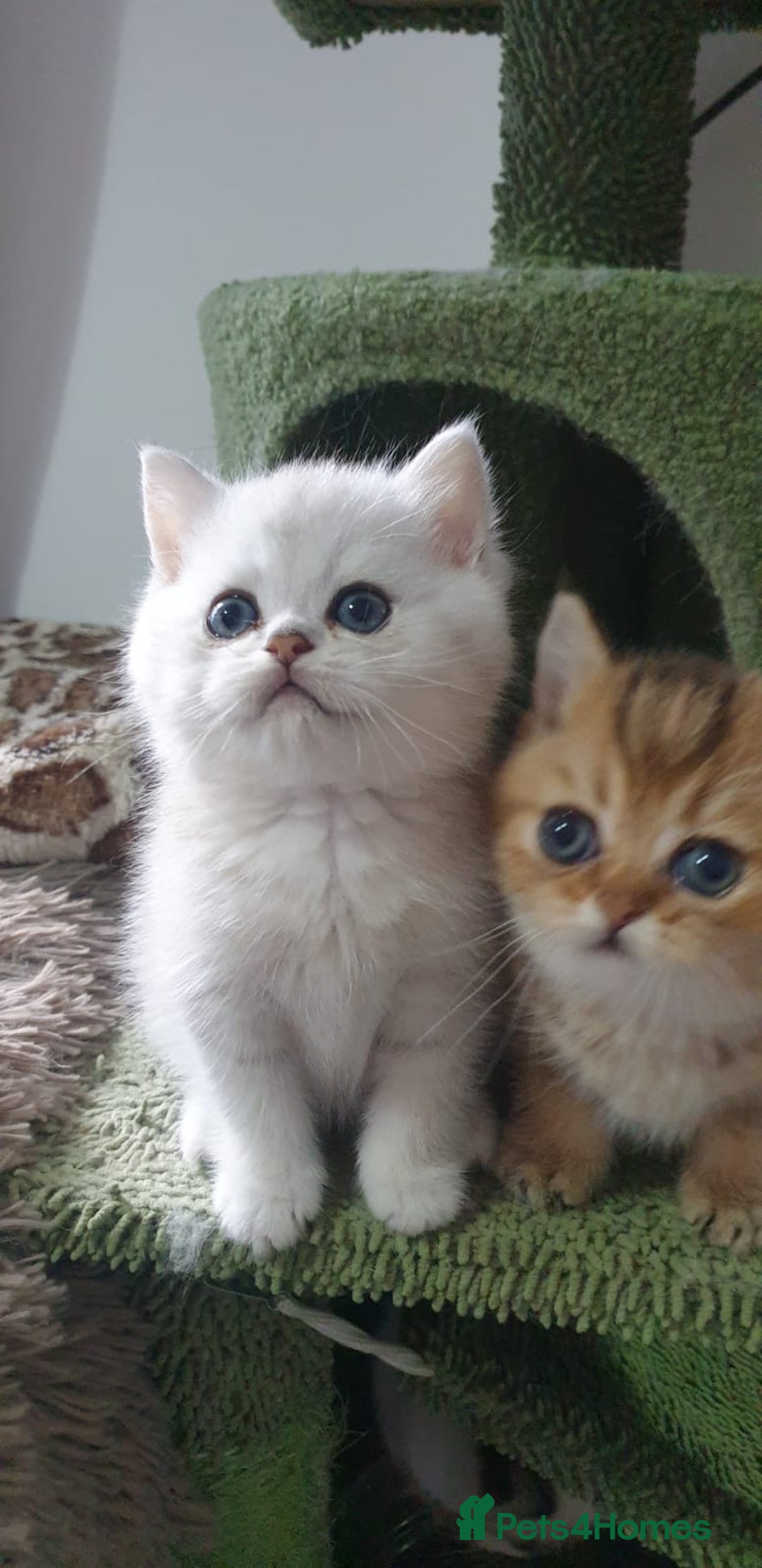 British Shorthair cats for sale: Stunning GCCF British Shorthair Kittens. - Image 23