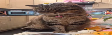 Scottish Fold 1
