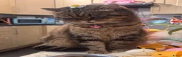 Scottish Fold cats for sale: Pure Scottish fold female   - Advert 2