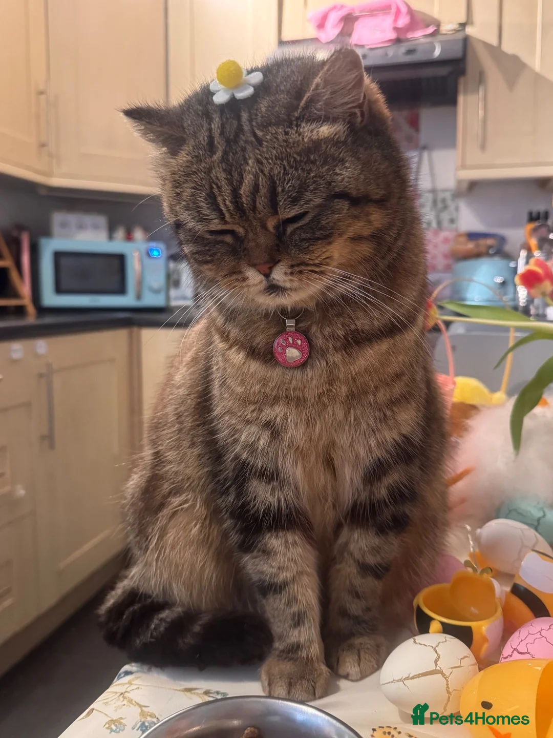 Scottish Fold cats for sale: Pure Scottish fold female   - Advert 2