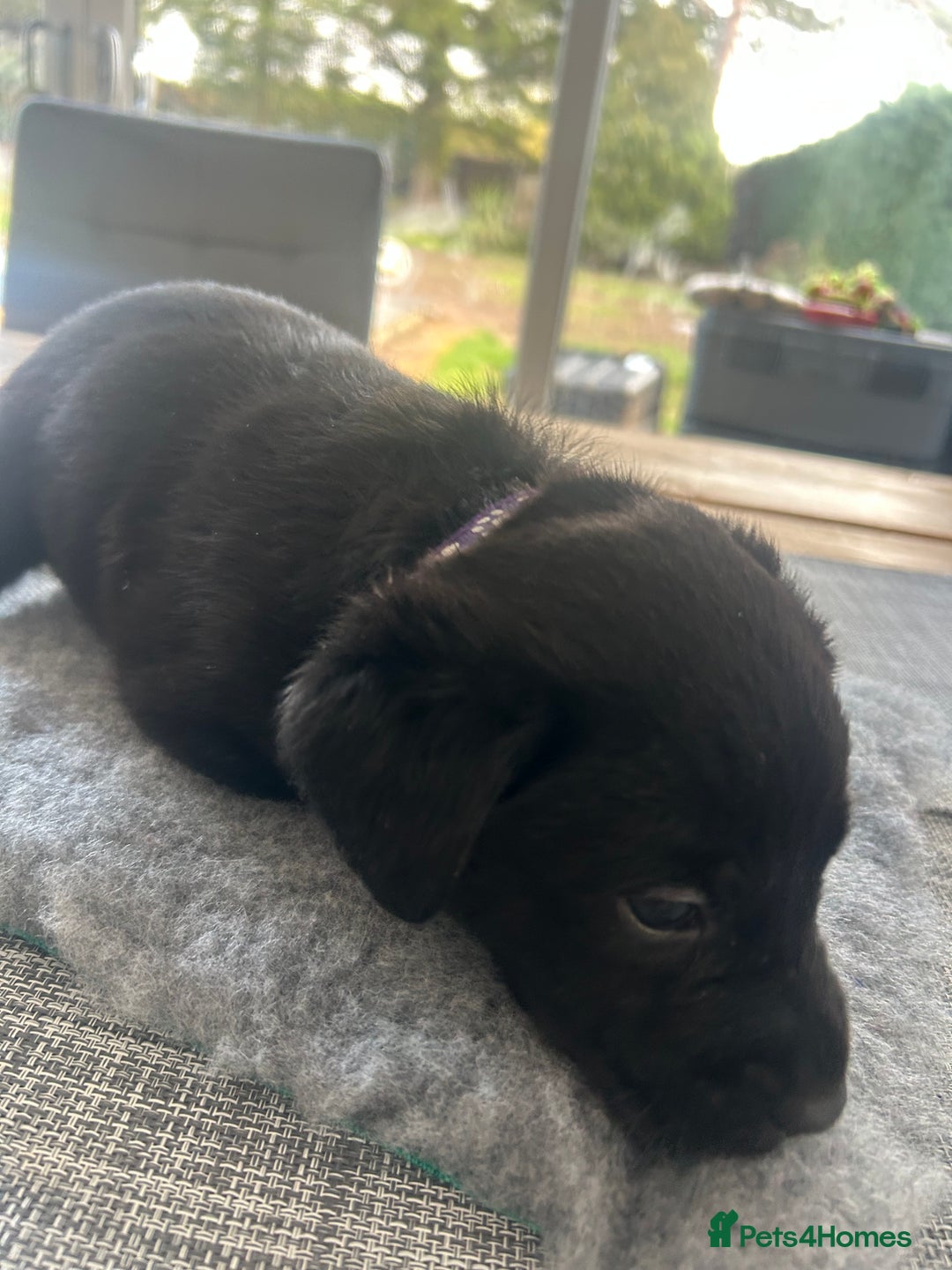 Labrador Retriever dogs for sale: Stunning KC Reg Labrador puppies - Advert 10