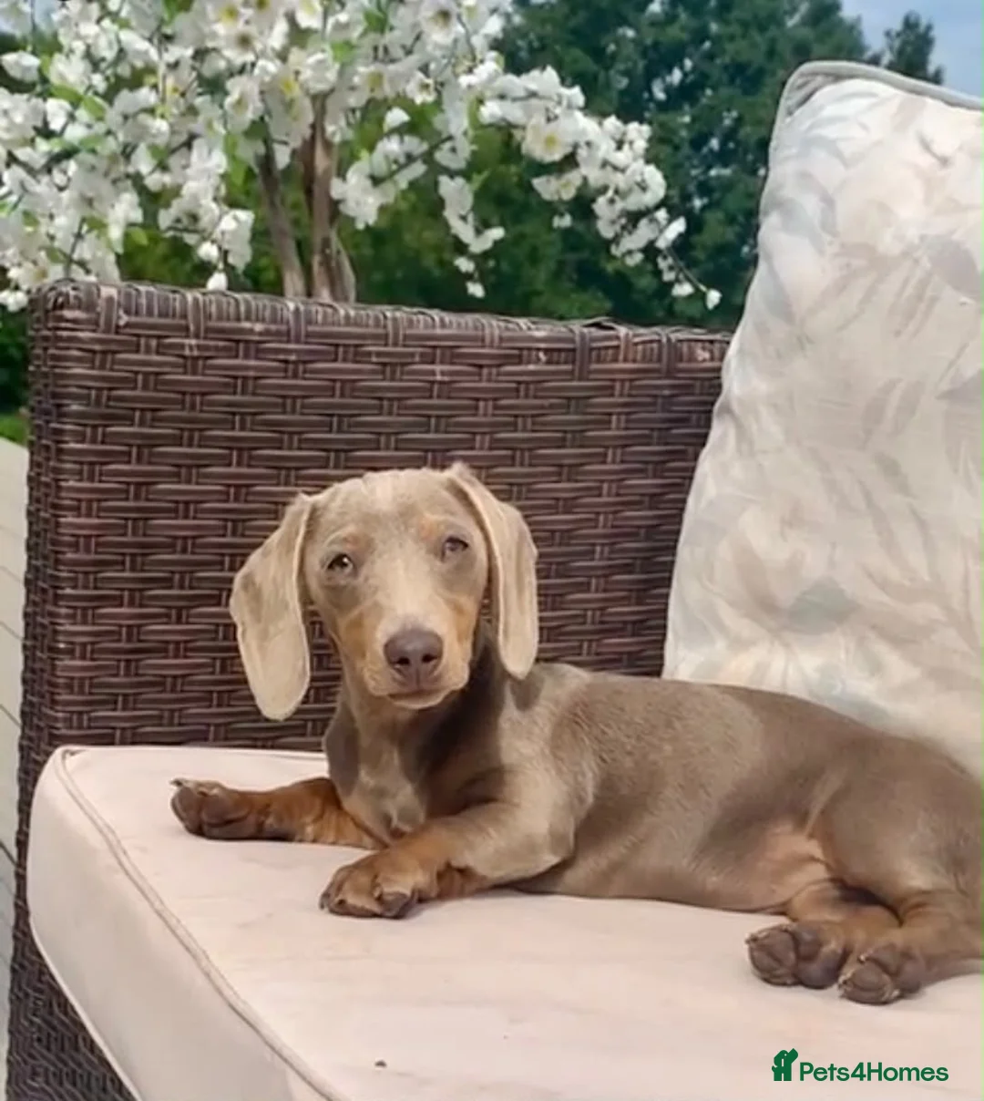 Miniature Dachshund dogs for sale: Beautiful miniature dachshunds  - Advert 2