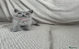 British Shorthair cats for sale: READY NOW 😻Pedigree BSH with perks in Swindon - Image 8