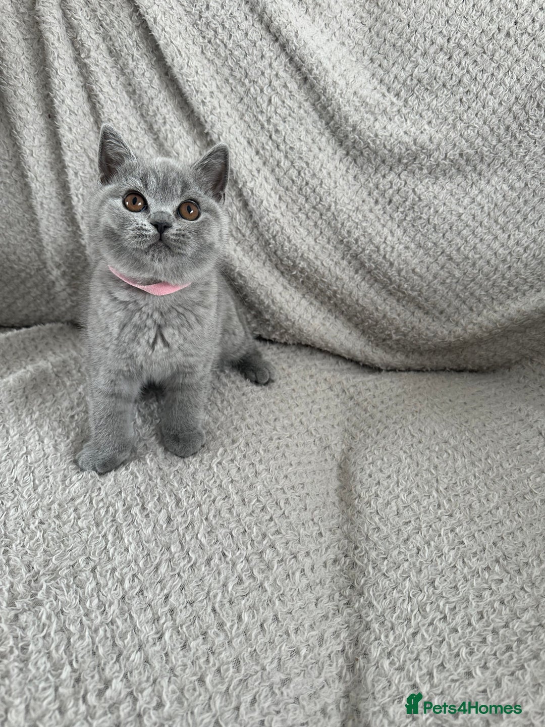British Shorthair cats for sale: READY NOW 😻Pedigree BSH with perks in Swindon - Image 8