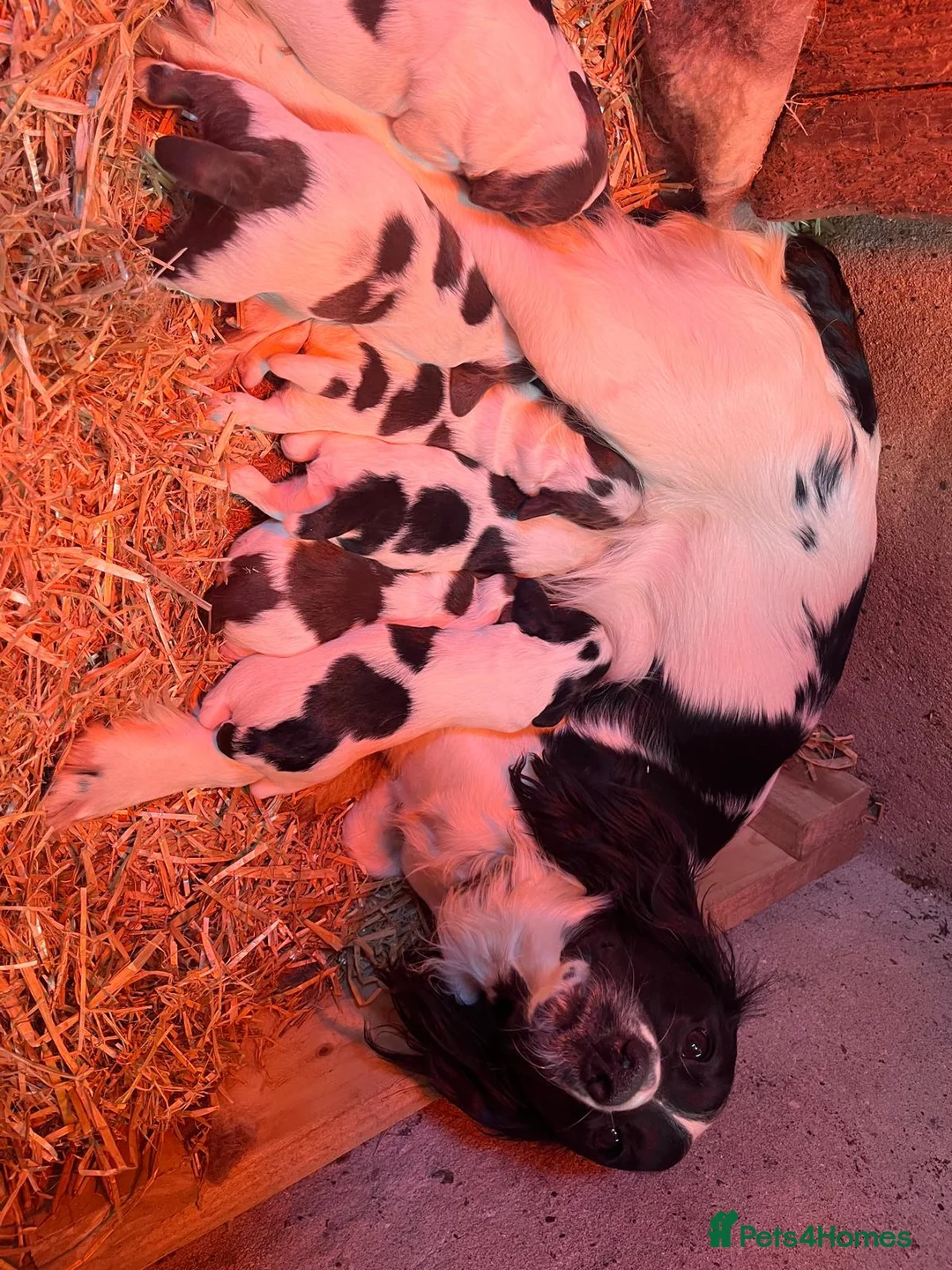 English Springer Spaniel dogs for sale: Springer spaniel puppies  in Okehampton - Advert 2
