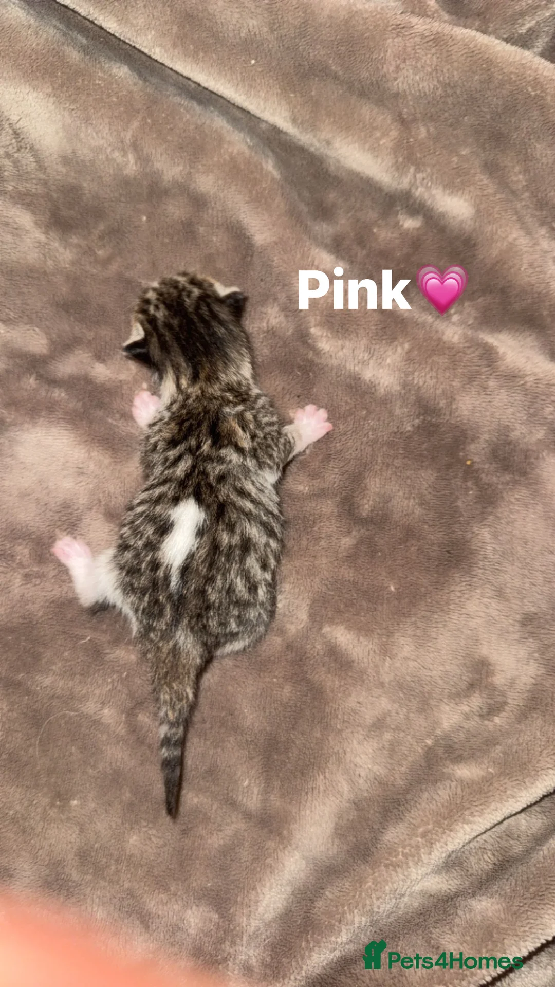 Mixed Breed cats for sale: 🐣 E A S T E R kittens🐣 - Advert 11