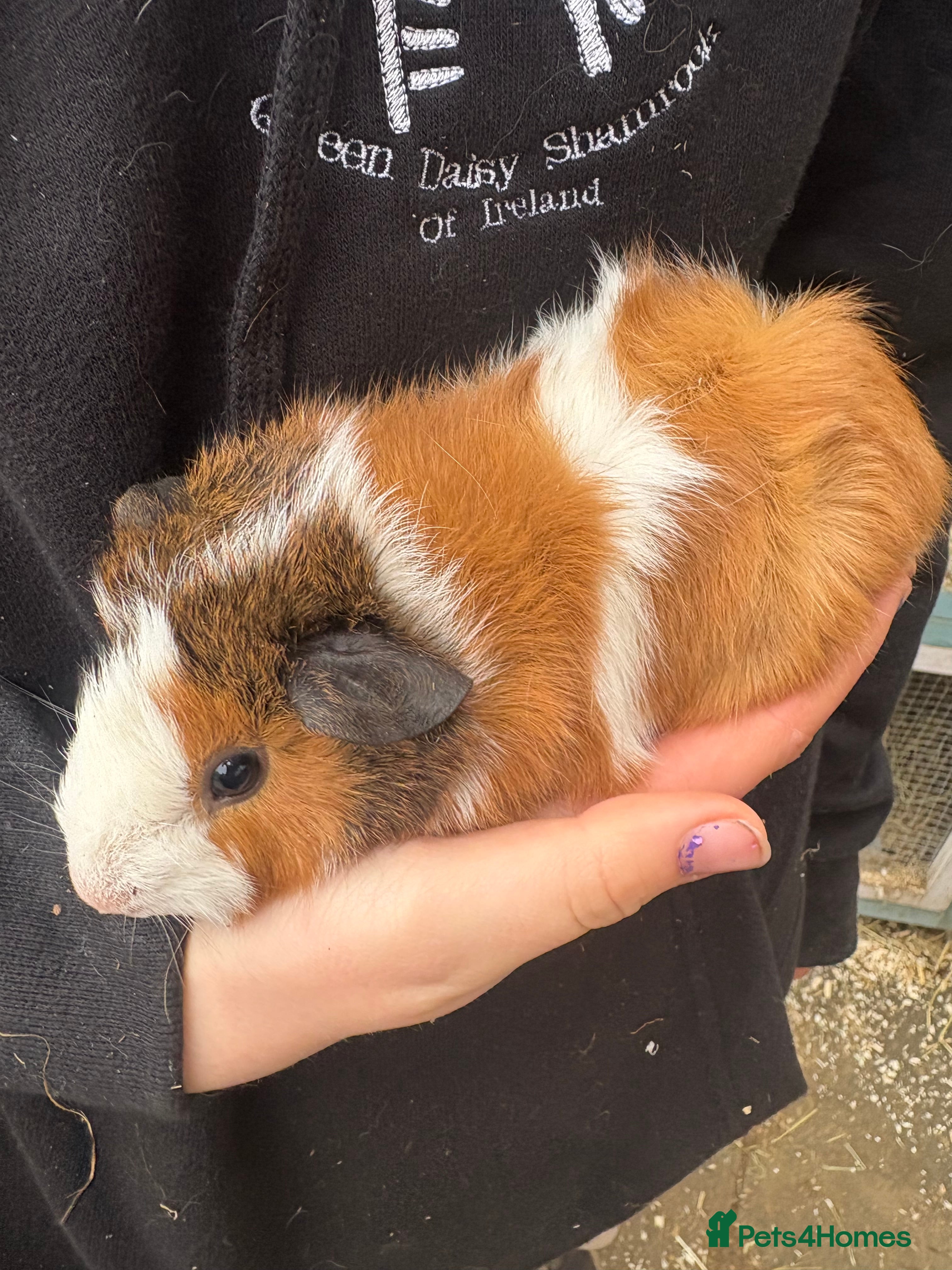 Guinea Pig rodents Guinea pigs - Advert 12