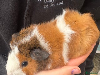 Guinea Pig rodents Guinea pigs - Advert 12