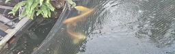 Koi Carp fish for sale: koi for sale in Potters Bar - Advert 6