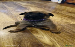 Belgian Shepherd Dog dogs for sale: Stunning Belgian Malinois Puppies - Image 9