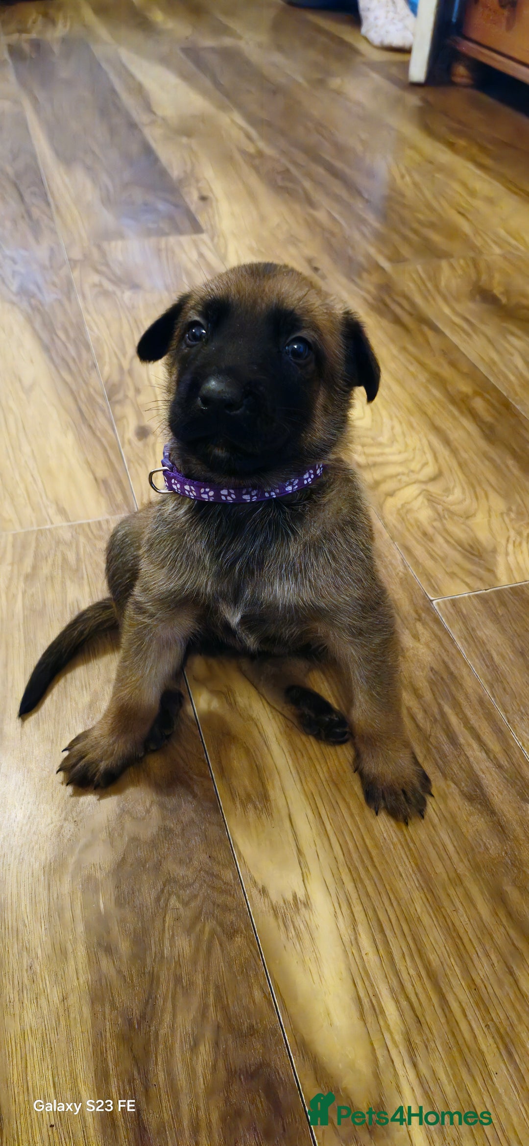Belgian Shepherd Dog dogs for sale: Stunning Belgian Malinois Puppies - Image 9