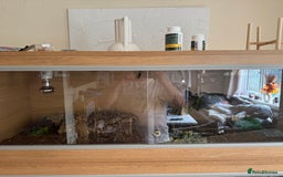 Tortoise reptiles for sale: 2x Horsefield Torts w/enclosures *collection only* - Image 11