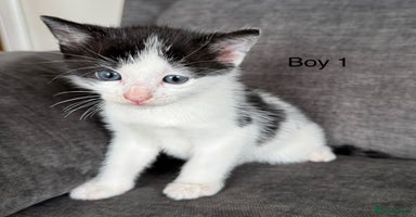Domestic Shorthair cats - Advert 16