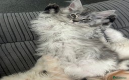 Maine Coon cats for sale: Main Coon kittens for sale - Image 15