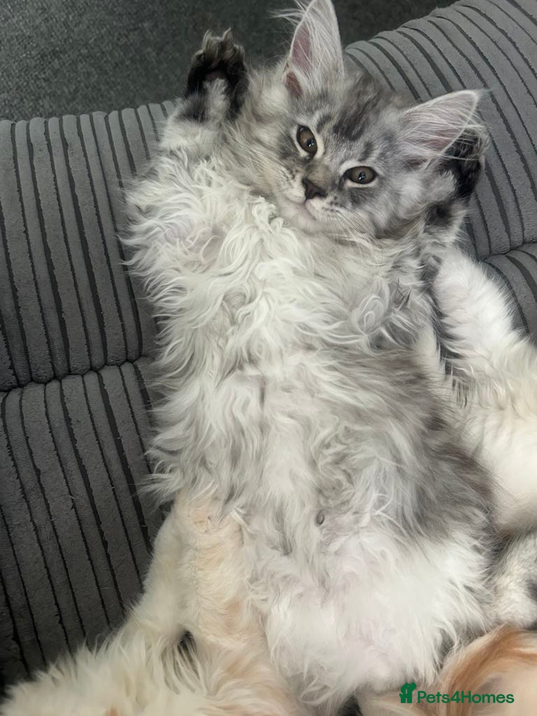Maine Coon cats for sale: Main Coon kittens for sale - Image 15