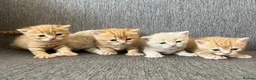 British Shorthair cats for sale: Living Unicorn: ginger female kittens - Advert 12