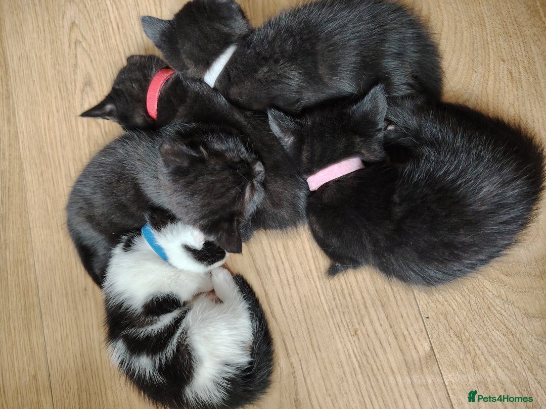 Mixed Breed cats for sale: Beautiful and playful kittens - Image 4