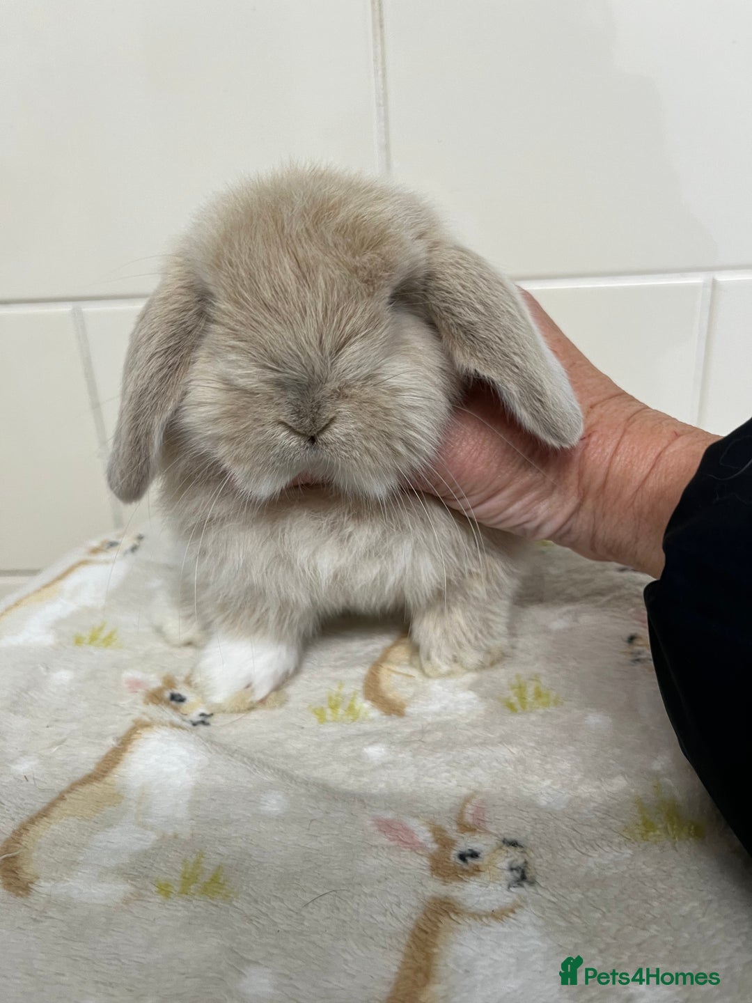 Mini Lop rabbits for sale: Stunning litter of mini lops ready soon  - Advert 18