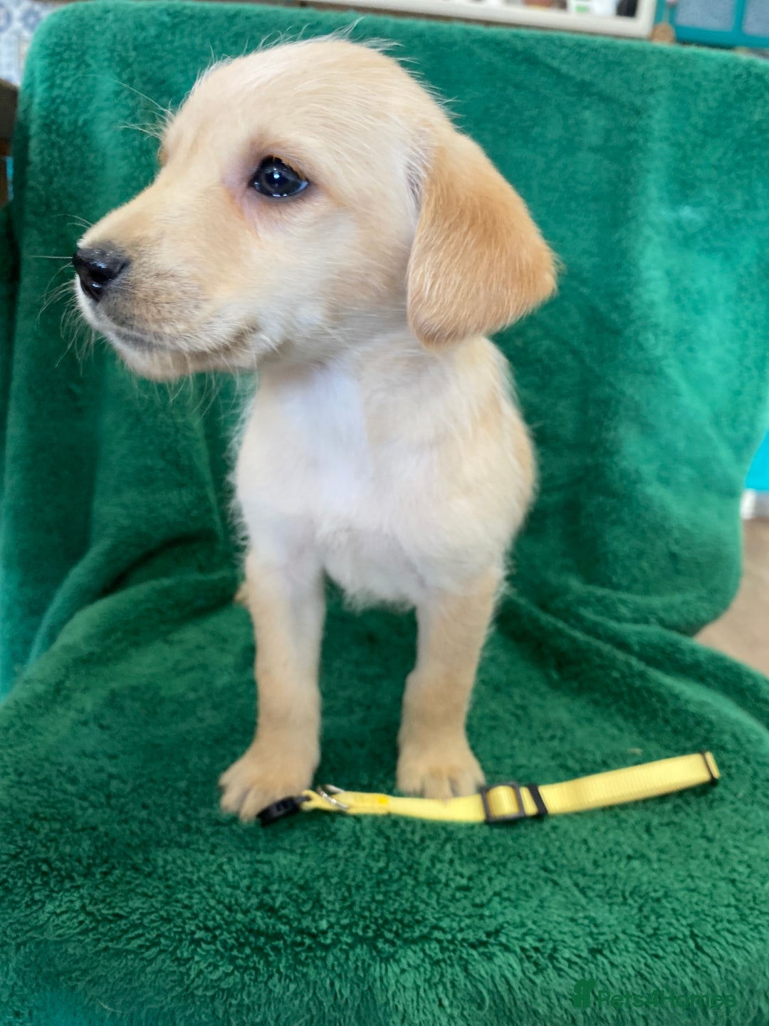 Labrador Retriever dogs for sale: Labrador Puppies - Image 4