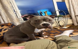 American Bulldog dogs for sale: American bulldog female  - Image 3