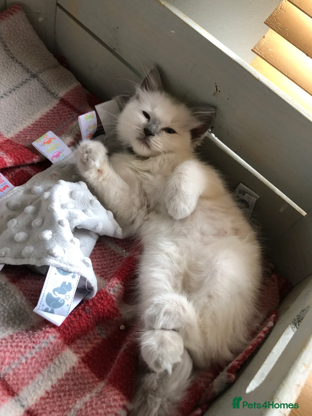 Ragdoll cats for stud: Stud Gccf Active duel Tica blue point  in Grantham - Advert 4