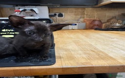 Oriental cats for sale: Oriental kittens  - Image 7