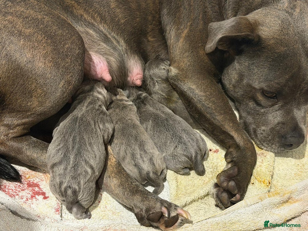 Staffordshire Bull Terrier dogs for sale: Amazing blue Staffordshire puppies - Advert 7