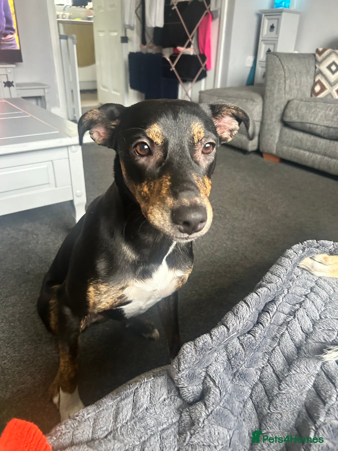 Mixed Breed dogs for sale: Beautiful 2.5 years old Daisy  - Image 9