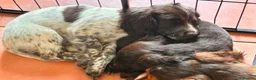 Cocker Spaniel dogs for sale: 2 Beautiful girls left! Ready to leave - Advert 1