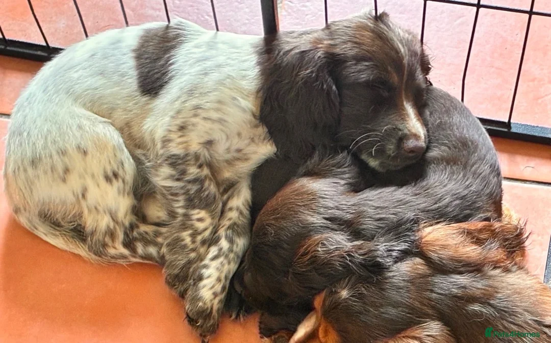 Cocker Spaniel dogs for sale: 2 Beautiful girls left! Ready to leave - Advert 1