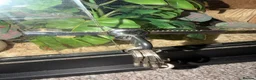 Python Snake reptiles for sale: Male Ball Python & Vivarium  in Chelmsford - Advert 8