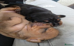 Miniature Dachshund dogs for sale: 🐶 Stunning Black & Tan Miniature Dachshund Puppy - Image 7