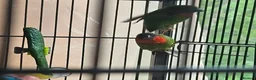 Parrots birds for sale: Talkative and Playful Parrot Available in Worcester - Advert 6