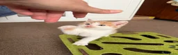 Mixed Breed cats for sale: Ginger & White Kitten  - Advert 5