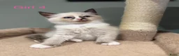 Ragdoll cats for sale: Beautiful purebred ragdoll kittens in Doncaster - Advert 15