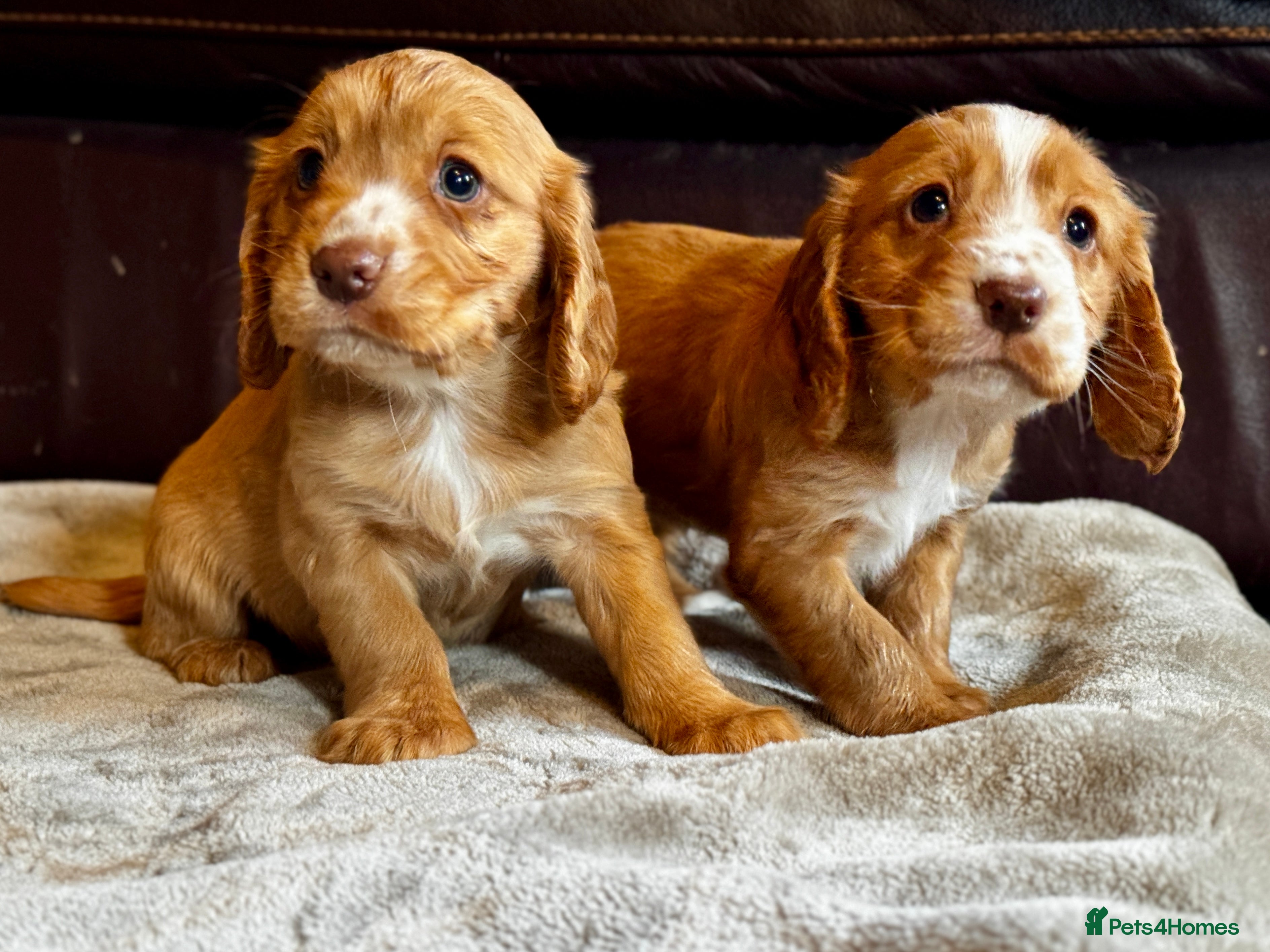 Cocker Spaniel dogs Working cocker spaniels  - Advert 1
