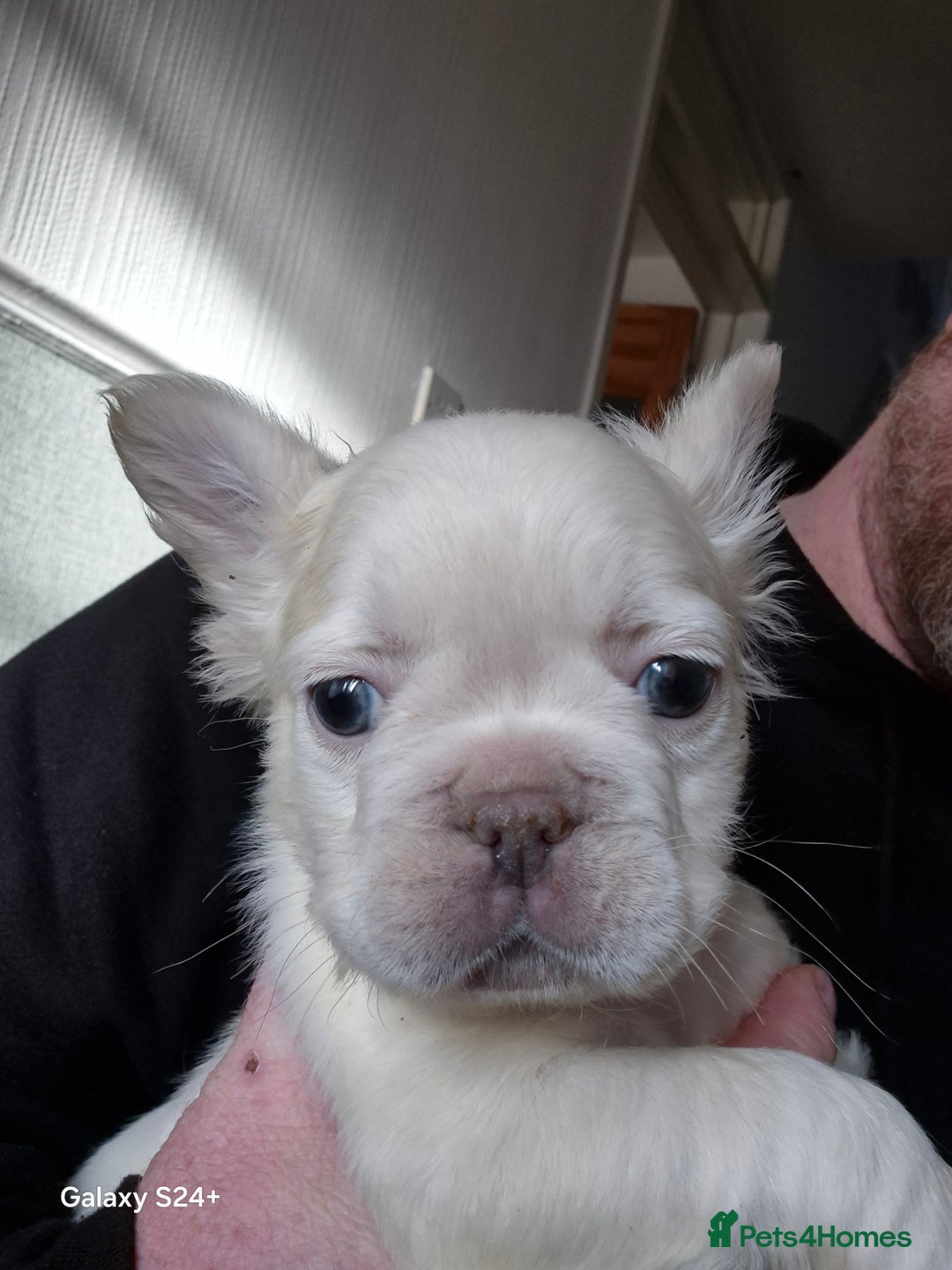 French Bulldog dogs for sale: Kc registered fluffy French Bulldog  - Advert 2