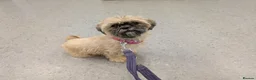 Shih Tzu dogs for sale: 2 Shih Tzu puppies for sale - Advert 1