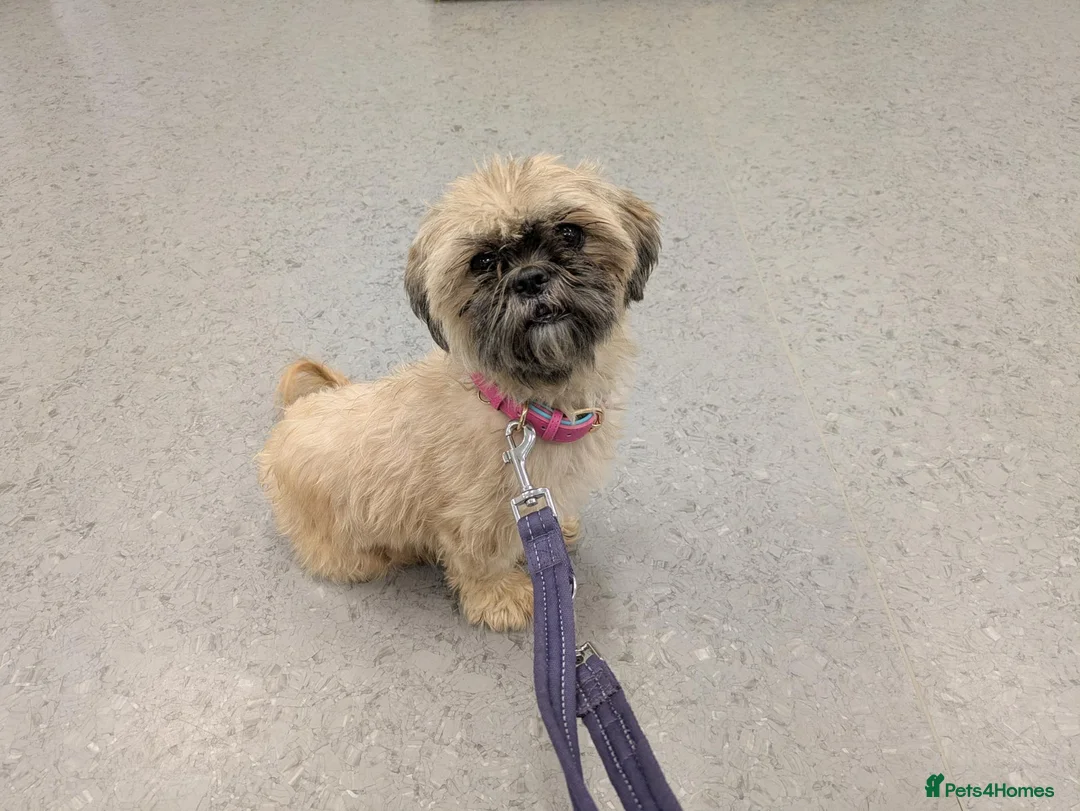 Shih Tzu dogs for sale: 2 Shih Tzu puppies for sale - Advert 1