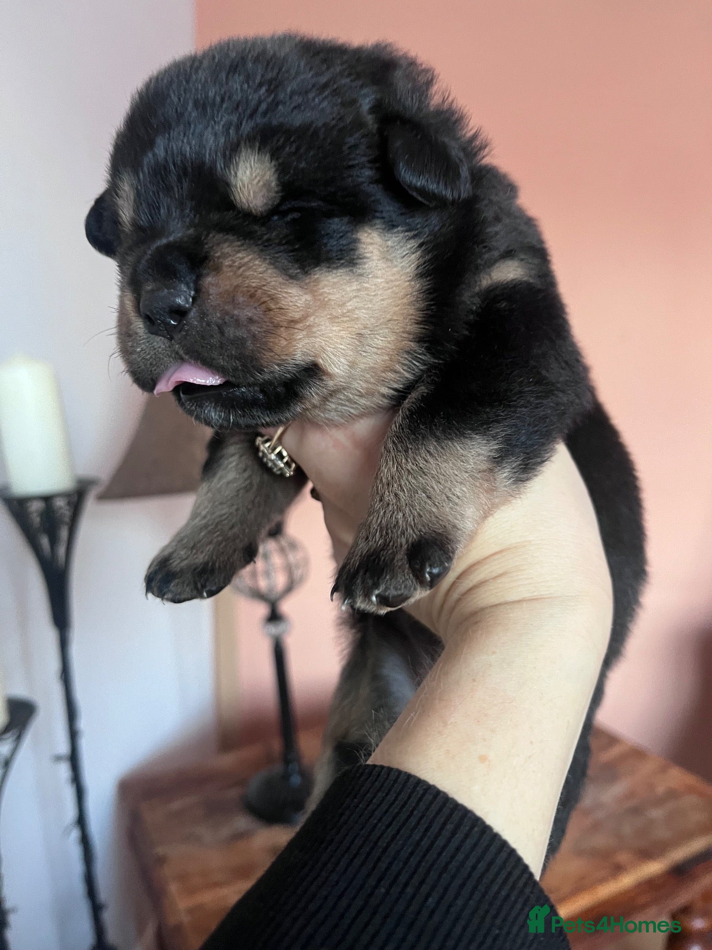 Rottweiler dogs Chunky champion linage Rottweiler puppies  - Advert 1
