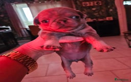 Pug dogs for sale: Lilac and tan - Advert 9